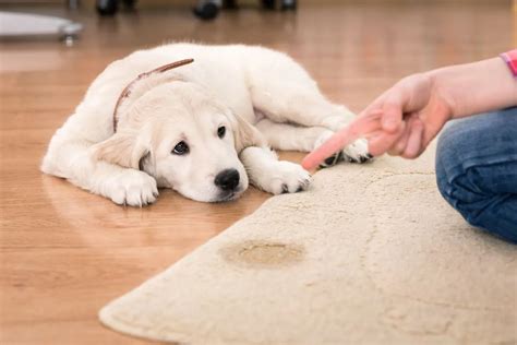 gammal hund kissar inne